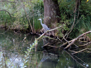 Graureiher an der Aare