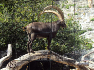 Alpensteinbock